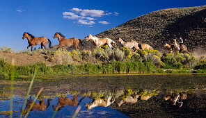 Cowboys mit Pferden, Oregon, USA