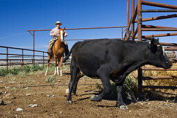 Cowboy treibt Rind, Oregon, USA