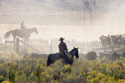 cowboys with cattle, Oregon, USA