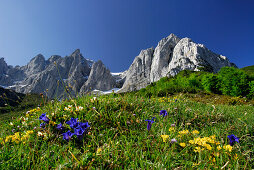 Meadow with gentian, Wilder Kaiser range in background, Kaiser range, Tyrol, Austria