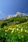 Wiese mit Trollblumen, Wilder Kaiser im Hintergrund, Kaisergebirge, Tirol, Österreich