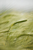 Barley field, close-up, , Carinthia, Austria
