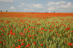 Mohn im Getreidefeld bei Hannover, Mohn im Getreidefeld, Klatschmohn, Windrad