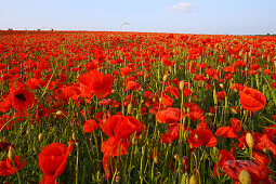 red poppies in grain field, wind turbines on horizon, northern Germany, Europe