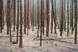 German conifer forest, Eifel, Germany