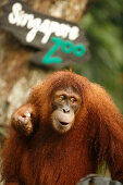 Orangutan, Singapore Zoo, Singapur