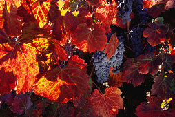 Nahaufnahme von Weinrebe mit Trauben, Calistoga, Napa Valley, Kalifornien, USA