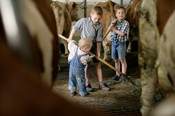 Drei Jungen (2-9 Jahre) füttern Kühe im Stall mit Heu, Walchstadt, Oberbayern, Bayern, Deutschland, MR