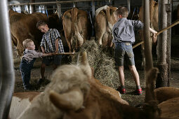 Three boys in the barn, cows, hay, Walchstadt, Upper Bavaria, Germany