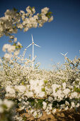 View over blooming sour cherry orchard to wind turbines, Nieder-Olm, Rhineland-Palatinate, Germany
