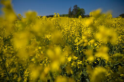 Blooming canola field, Droessling, Bavaria, Germany