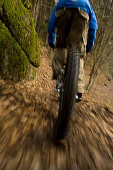 Mountain biker riding over forest track, Muhlviertel, Upper Austria, Austria