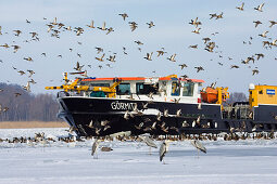 Icebraker entering frozen Wolgast harbour, birds, Usedom, Mecklenburg Vorpommern, Germany