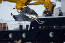 Graureiher fliegt vor Schiff, Ardea cinerea, Hafen von Wolgast, Usedom, Deutschland