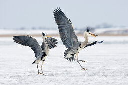 Grey Herons fighting, Ardea cinerea, Usedom, Germany