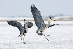 Graureiher streiten um Fisch, Ardea cinerea, Usedom, Deutschland