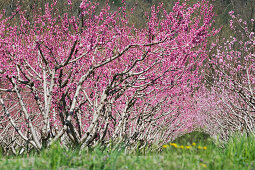 Almond trees in blossom, Provence, France