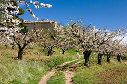 Cherry trees blossoming, Provence, France