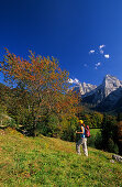 young woman hiking in Wilder Kaiser range and big cherry tree in autumn colours, Kaiser range, Tyrol, Austria
