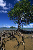 Mangroven, Dunk island, Family Islands group, Great Barrier Reef, Australien