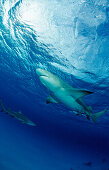 Lemon Shark, Negaprion brevirostris, Bahamas, Grand Bahama Island, Atlantic Ocean