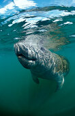 West Indian Manatee, Trichechus manatus latirostris, USA, Florida, FL, Everglades