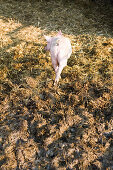 Schwein auf Bauernhof, Kevelaer, Nordrhein-Westfalen, Deutschland