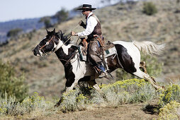 Cattleman with Quarter horse and/or Paint of USA. Ponderosa Ranch. Seneca. Oregon . USA