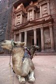 Camels in front of The Treasury, Petra, UNESCO World Heritage Site, Jordan