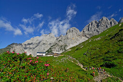 Alpenrosenfeld mit Gruttenhütte und Gruppe von Wanderern, Treffauer, Kaiserkopf und Ellmauer Halt im Hintergrund, Wilder Kaiser, Kaisergebirge, Tirol, Österreich