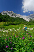 hiker descending through sea of flowers in Isstal, Karwendel range, Hall, Tyrol, Austria