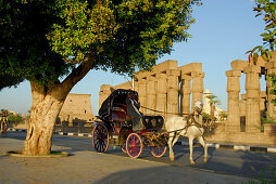 horse coach in front of Luxor temple, Egypt, Africa