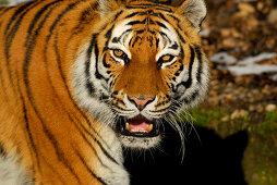 Siberian tiger baring its teeth, Panthera tigris altaica
