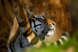 Two Siberian tigers in interaction, portrait of tiger framed by other tigers tail, Panthera tigris altaica