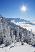 Blick über verschneiten Nadelwald und Nebelmeer über Inntal auf Wilden Kaiser, Zahmer Kaiser, Kaisergebirge, Tirol, Österreich
