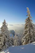 verschneiter Winterwald bei der Vorderkaiserfeldenhütte mit Nebelmeer im Inntal, Zahmer Kaiser, Kaisergebirge, Tirol, Österreich