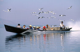Seagulls following boat on lake. Inle Lake. Shan State. Myanmar.
