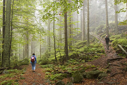 Bavarian Forest National Park. Germany