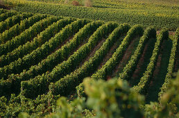 Vineyard Westhofener Kirchspiel, Westhofen, Rhenish Hesse, Rhineland-Palatinate, Germany