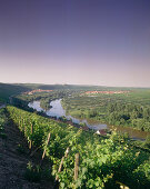 Vineyard with view to Escherndorf and Nordheim, Franconia, Bavaria, Germany