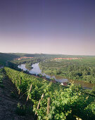 Weinberg mit Blick zu Escherndorf und Nordheim, Franken, Bayern, Deutschland