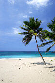 Palm trees at the deserted beach in the sunlight, Aguadilla, Puerto Rico, Carribean, America