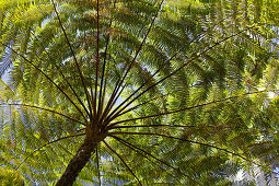 View at a tree fern at El Yunque National Park, Cordillera Central, Puerto Rico, Carribean, America