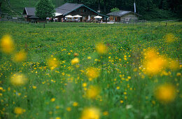 View over flowering meadow to alpine hut Doaglalm, Hochries, Chiemgau Alps, Chiemgau, Bavaria, Germany