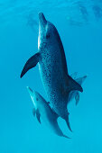 Atlantic spotted dolphin, Stenella frontalis, Bahamas, Atlantic Ocean