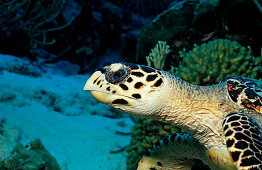 Hawksbill sea turtle, Eretmochelys imbricata, Netherlands Antilles, Bonaire, Caribbean Sea