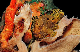 Longlure Frogfish, Antennarius multiocellatus, Netherlands Antilles, Bonaire, Caribbean Sea
