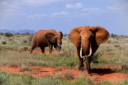 Two African Bush Elephants (Loxodonta africana) in savannah, Tsavo East National Park, Coast, Kenya