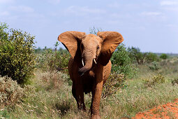 African Bush Elephant (Loxodonta africana) in savannah, Tsavo East National Park, Coast, Kenya