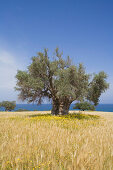 Olive tree in the middle of a wheat field near the coast, near the Baths of Aphrodite, Akamas Nature Reserve Park, South Cyprus, Cyprus